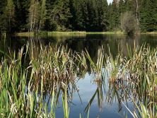 herbst am grossen hirschsee.jpg